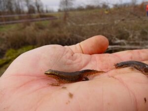 études d'environnement survey